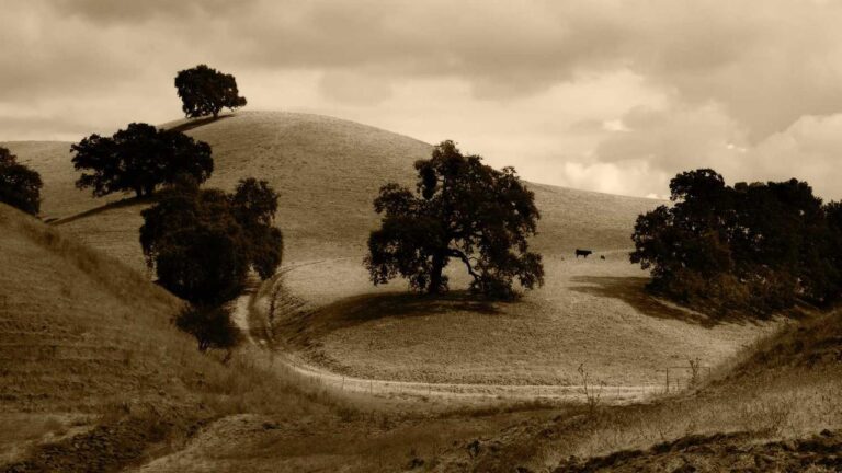 Who Is Associated With Cricbet99 Reddy?